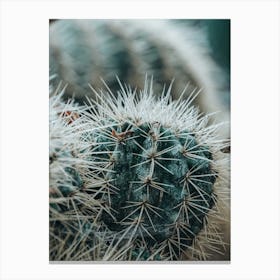 Cactus Canvas Print