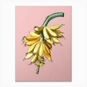 Vintage Banana Botanical on Soft Pink n.0852 Canvas Print