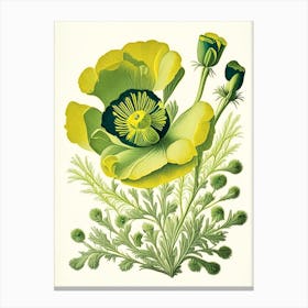 Buttercup 3 Floral Botanical Vintage Poster Flower Canvas Print