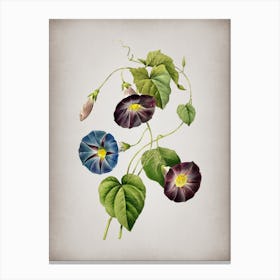 Vintage Morning Glory Botanical on Parchment n.0868 Canvas Print