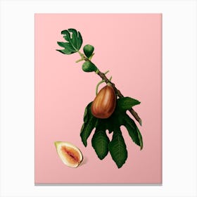 Vintage Fig Botanical on Soft Pink n.0134 Canvas Print