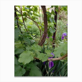 Purple Irises Canvas Print