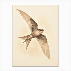 Vintage Bird Drawing Chimney Swift Canvas Print