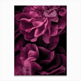 Purple Roses 1 Canvas Print