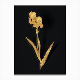 Vintage Tall Bearded Iris Botanical in Gold on Black n.0194 Canvas Print