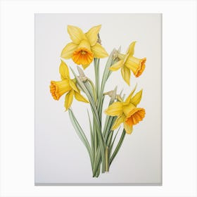 Daffodils Flower Vintage Botanical 0 Canvas Print
