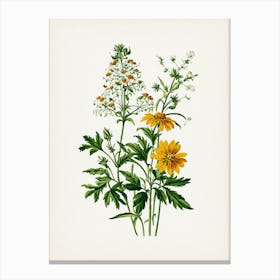 Vintage Botanical Galleria Style Wildflower Painting 24 Canvas Print