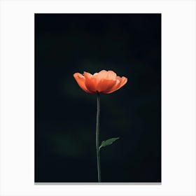 Single Orange Poppy Canvas Print