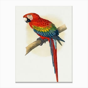 Parrot 8 Canvas Print