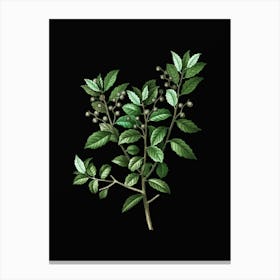 Vintage Evergreen Oak Botanical Illustration on Solid Black n.0863 Canvas Print