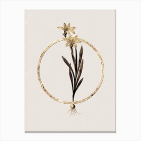 Gold Ring Ixia Liliago Glitter Botanical Illustration n.0034 Canvas Print