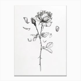 English Rose Petals Line Drawing 2 Canvas Print