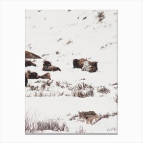 Coyote Near Buffalo Canvas Print
