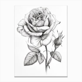 English Rose Black And White Line Drawing 8 Canvas Print