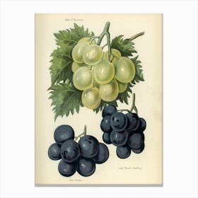 Vintage Illustration Of Grapes, John Wright Canvas Print