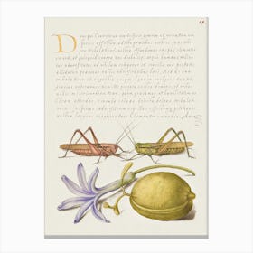 Wart Biter, Grasshopper, Hyacinth, And Almond From Mira Calligraphiae Monumenta, Joris Hoefnagel Canvas Print