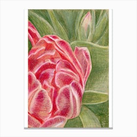 Pink Tulip Canvas Print