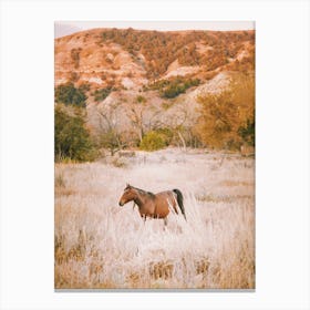 Horse In Desert Meadow Canvas Print