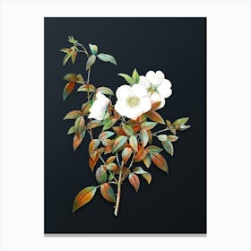 Vintage White Rose of Snow Botanical Watercolor Illustration on Dark Teal Blue n.0247 Canvas Print