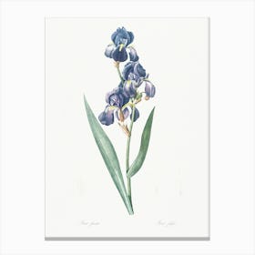 Dalmatian Iris Illustration From Les Liliacées (1805), Pierre Joseph Redoute Canvas Print