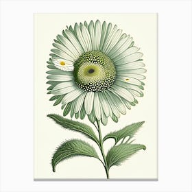 Shasta Daisy Wildflower Vintage Botanical 2 Canvas Print