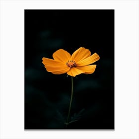 Cosmos Flower 3 Canvas Print