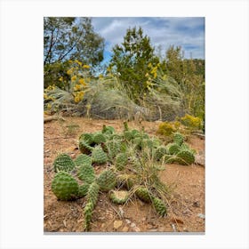 Cactus, Santa Fe, New Mexico Canvas Print