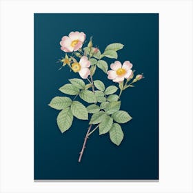 Vintage Short Styled Field Rose Botanical Art on Teal Blue n.0033 Canvas Print