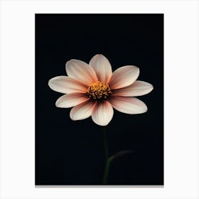 Dahlia Flower 18 Canvas Print