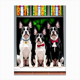 Three Boston Terriers Canvas Print