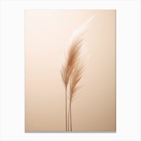 Pampas grass Canvas Print