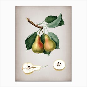 Vintage Pear Botanical on Parchment n.0906 Canvas Print