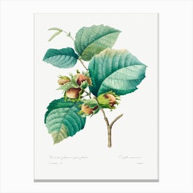 Hazelnut, Pierre Joseph Redoute 1 Canvas Print