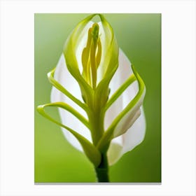 Lily Of The Valley Unfurling Canvas Print