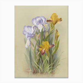 Iris And Lilies Canvas Print