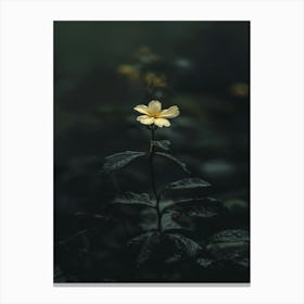 Single Flower In The Dark 80 Canvas Print