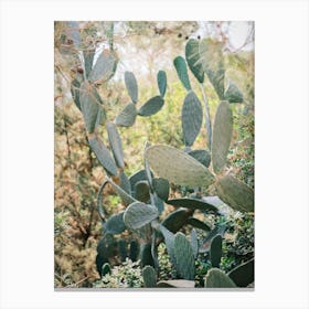 Cactus on the Road // Ibiza Nature & Travel Photography Canvas Print
