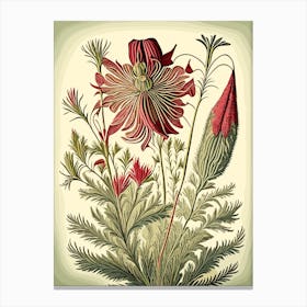 Prairie Smoke Wildflower Vintage Botanical 2 Canvas Print