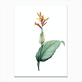 Vintage Indian Shot Botanical Illustration on Pure White n.0734 Canvas Print