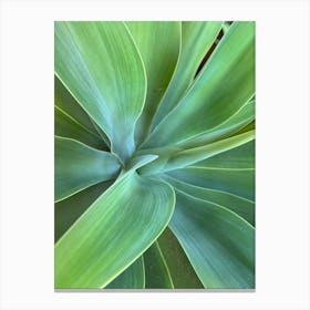 Close-Up of Lush Green Leaf Displaying Natural Patterns and Texture Canvas Print