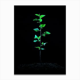 Green Plant - Green Stock Videos & Royalty-Free Footage Canvas Print