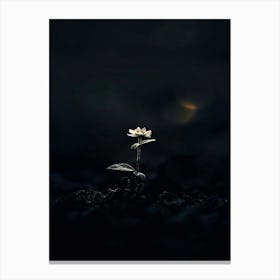 Single Flower In The Dark 55 Canvas Print