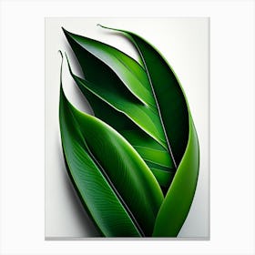Aloe Vera Leaf Vibrant Inspired Canvas Print
