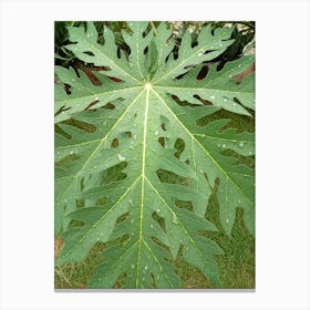 Fagus Sylvestris Canvas Print