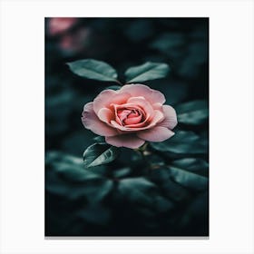 Pink Rose Wallpaper 6 Canvas Print