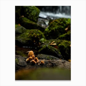 Mushrooms In A Stream Canvas Print