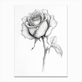 English Rose Black And White Line Drawing 9 Canvas Print