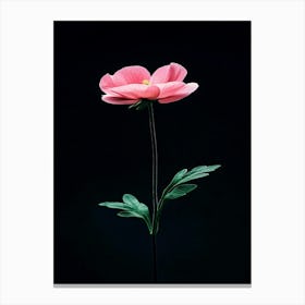 Pink Anemone Flower 2 Canvas Print