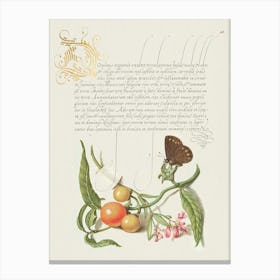 Ringlet, False Jerusalem Cherry, And Milkwort From Mira Calligraphiae Monumenta, Joris Hoefnagel Canvas Print