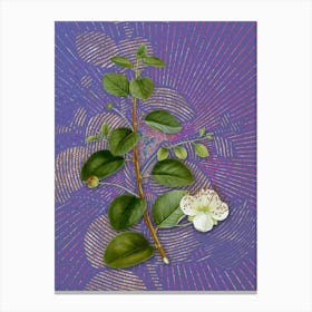 Vintage Caper Plant Botanical Illustration on Veri Peri Canvas Print